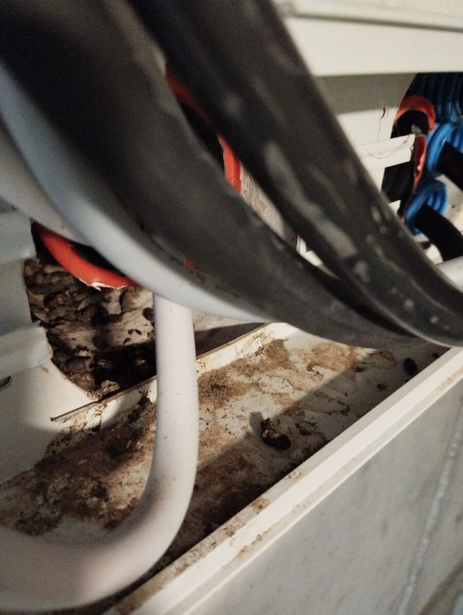 rat-fighting-rat-repelling