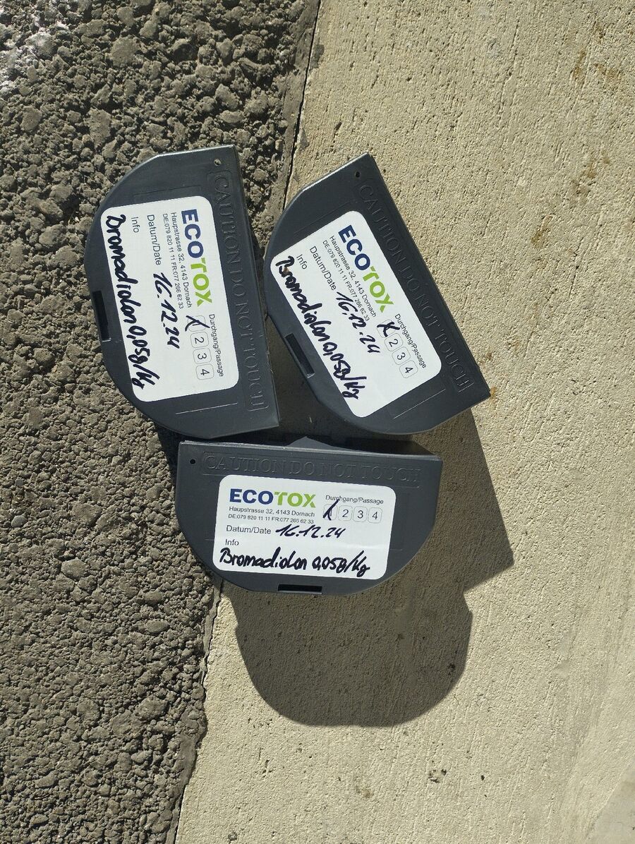 rat-fighting-rat-repelling