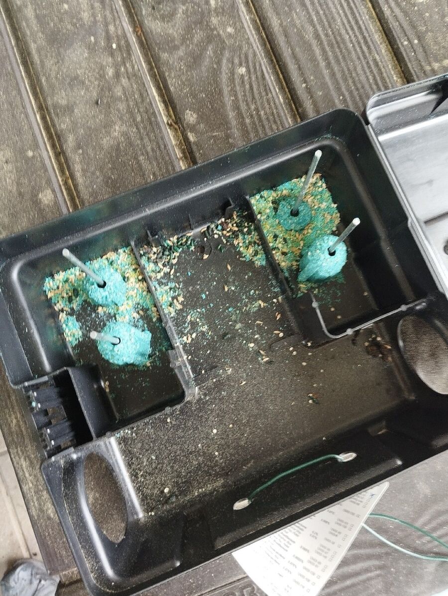 rat-fighting-rat-repelling