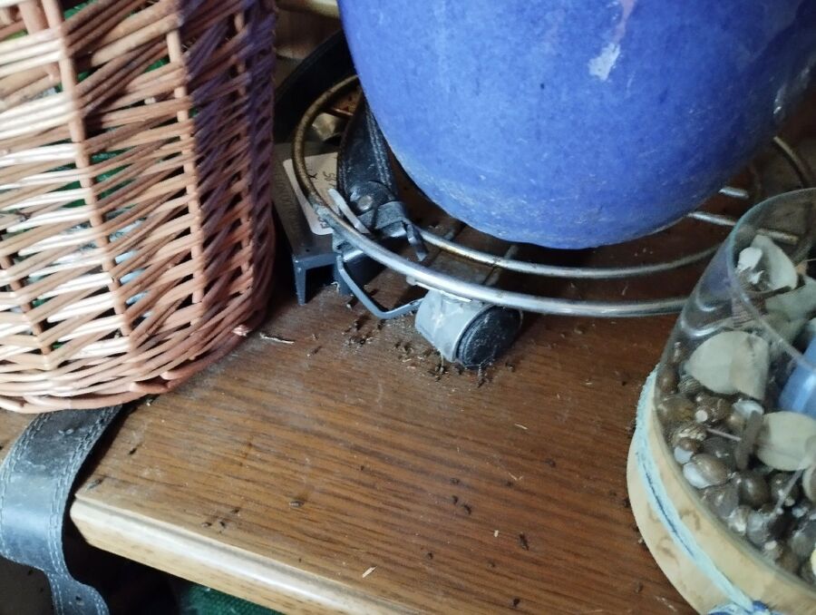 rats-fighting-rats-repelling 2.jpg