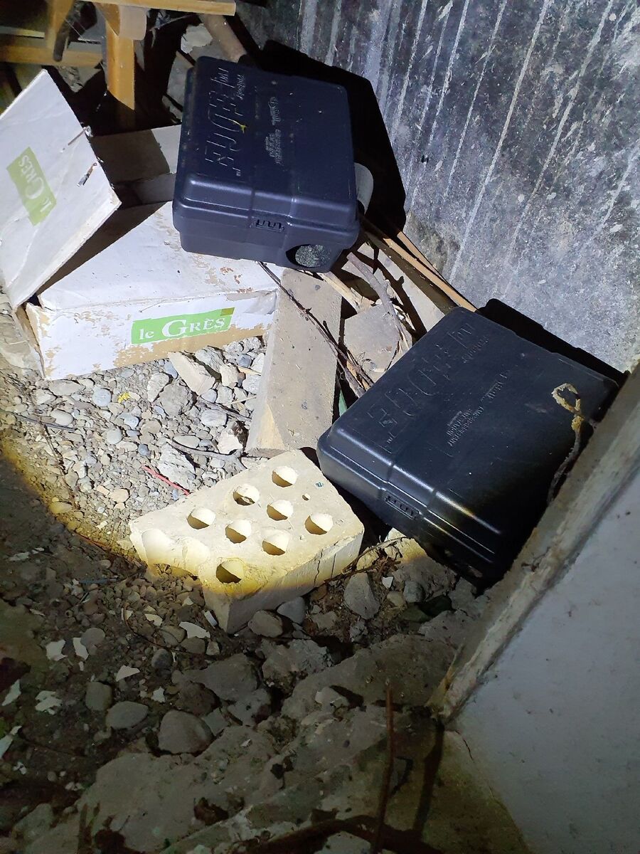 rat-fighting-rat-repelling