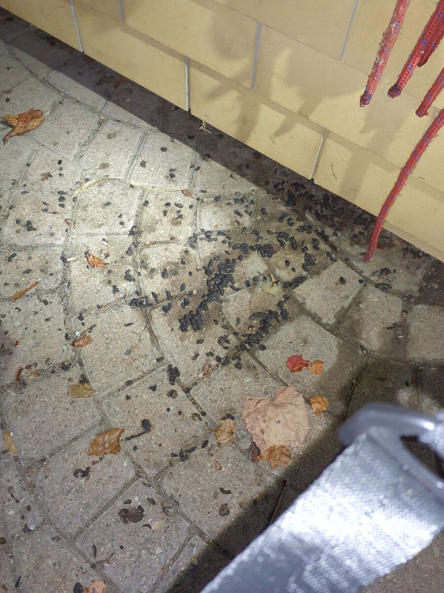 rat-fighting-rat-repelling