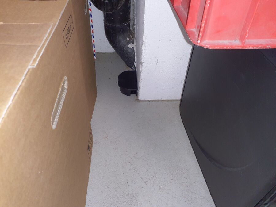 rat-rodent (4405).jpeg