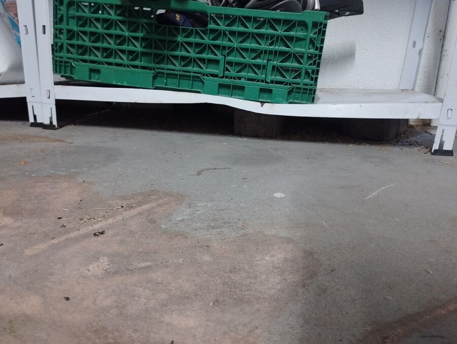 rat-rodent (4434).jpeg