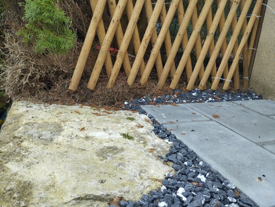 rat-rodent (4436).jpeg