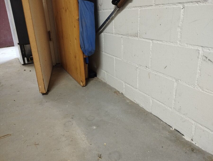 rat-rodent (4438).jpeg