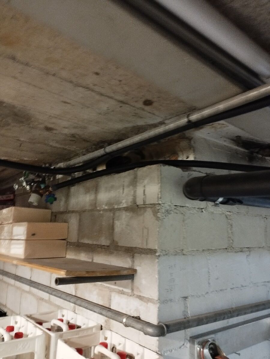 rat-rodent (4445).jpeg