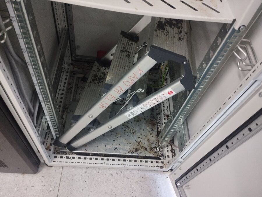 rat-rodent (4447).jpeg