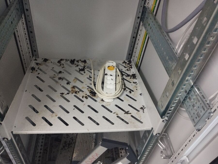 rat-rodent (4448).jpeg