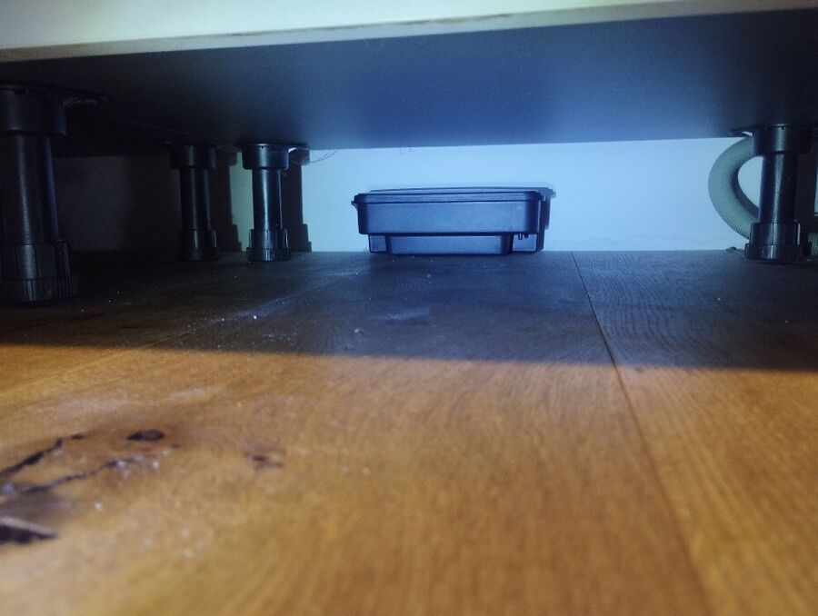 rat-rodent (4455).jpeg