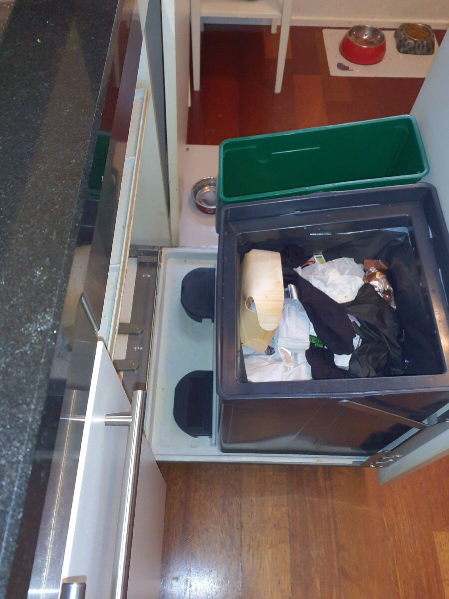 rat-rodent (4459).jpeg