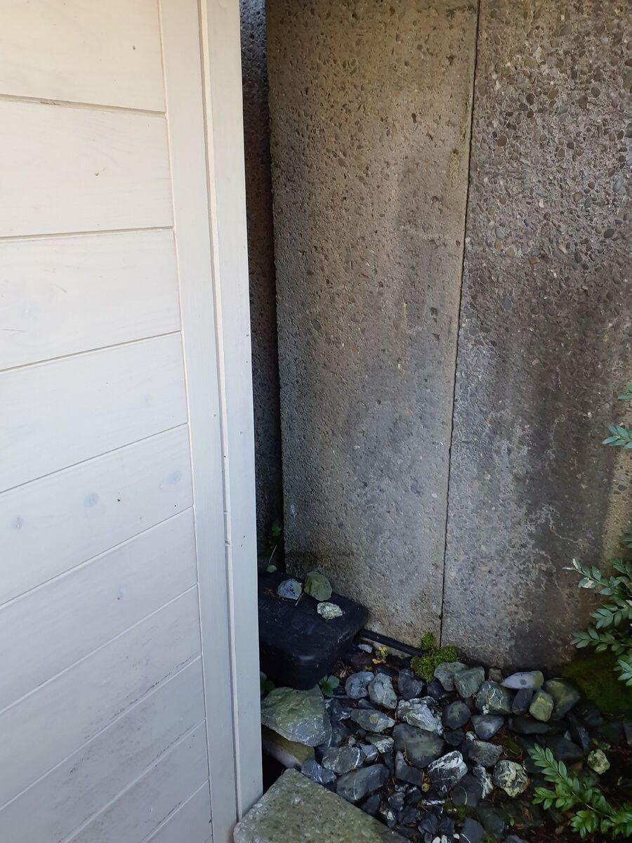 rat-rodent (4465).jpeg