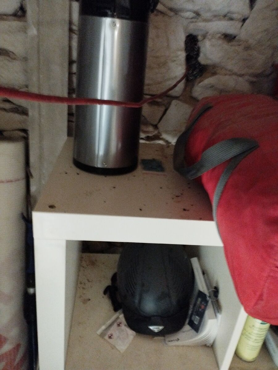 rat-rodent (4466).jpeg