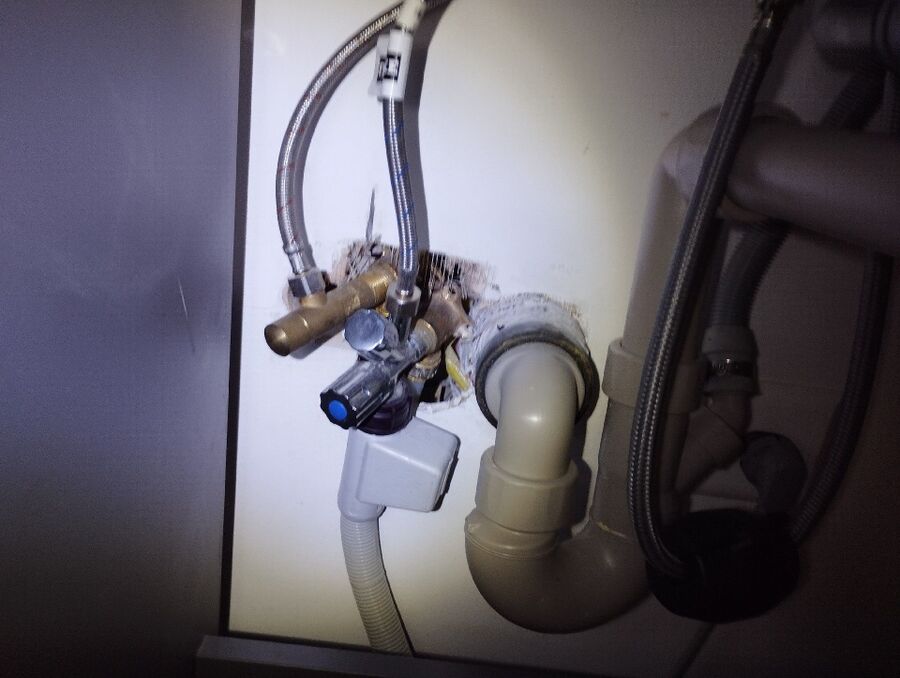 rat-rodent (4468).jpeg