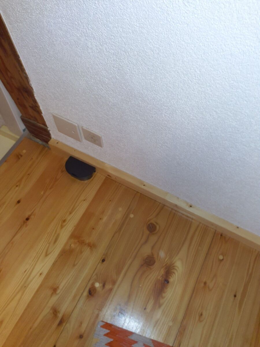 rat-rodent (4475).jpeg