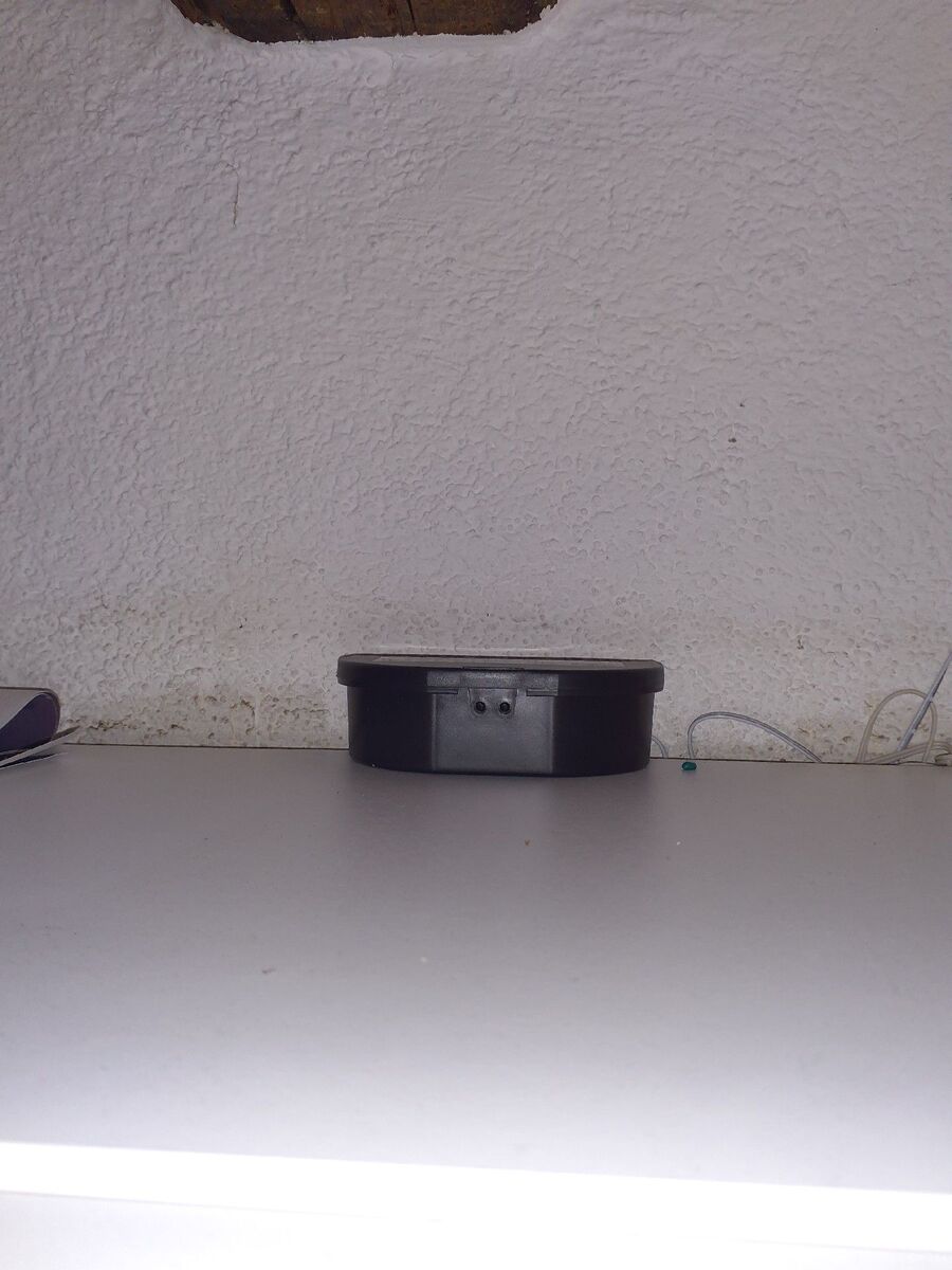 rat-rodent (4478).jpeg