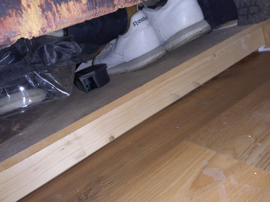 rat-rodent (4481).jpeg