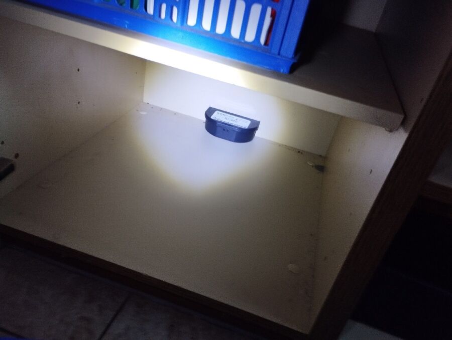 rat-rodent (4490).jpeg