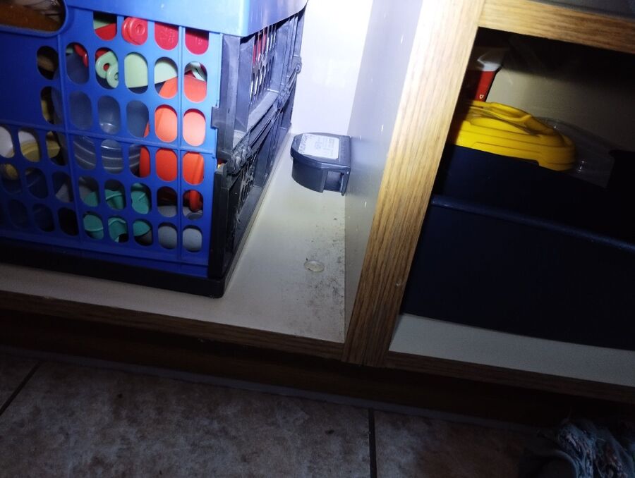 rat-rodent (4491).jpeg