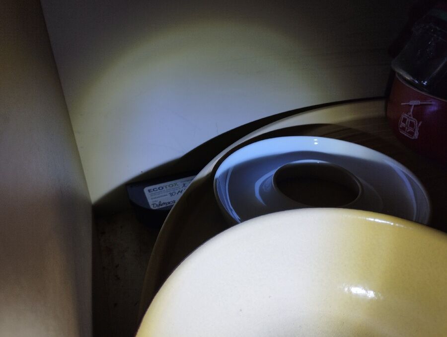 rat-rodent (4493).jpeg