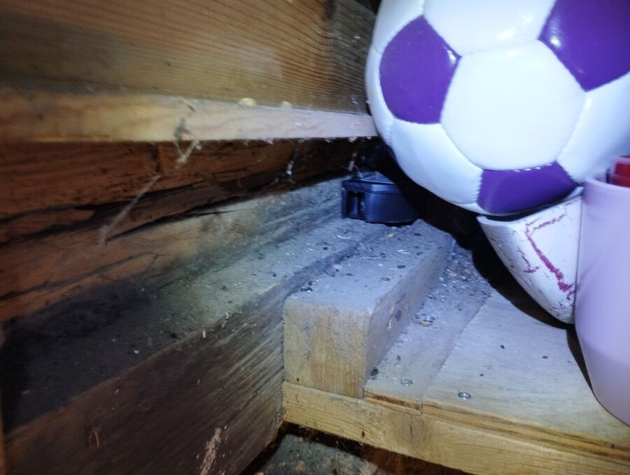 rat-rodent (4494).jpeg