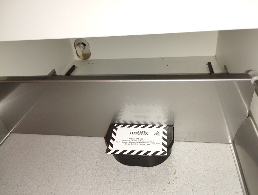 rat-rodent (4495).jpeg