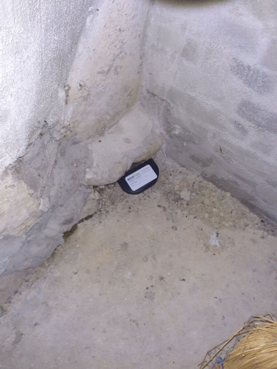 rat-rodent (4497).jpeg