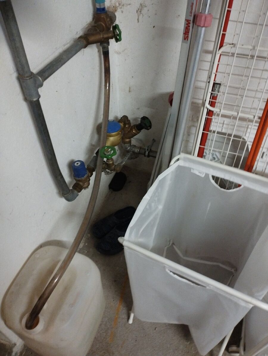 rat-rodent (4499).jpeg