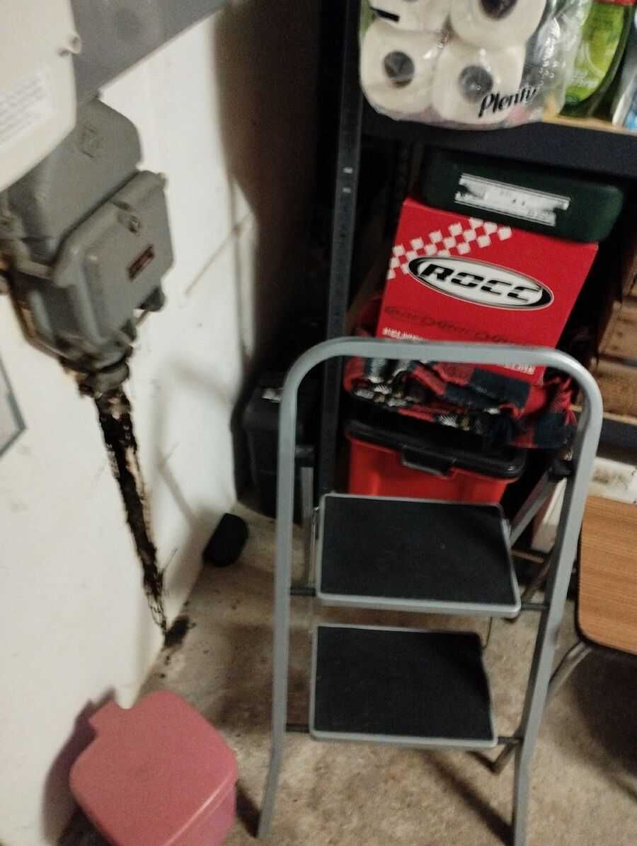 rat-rodent (4500).jpeg