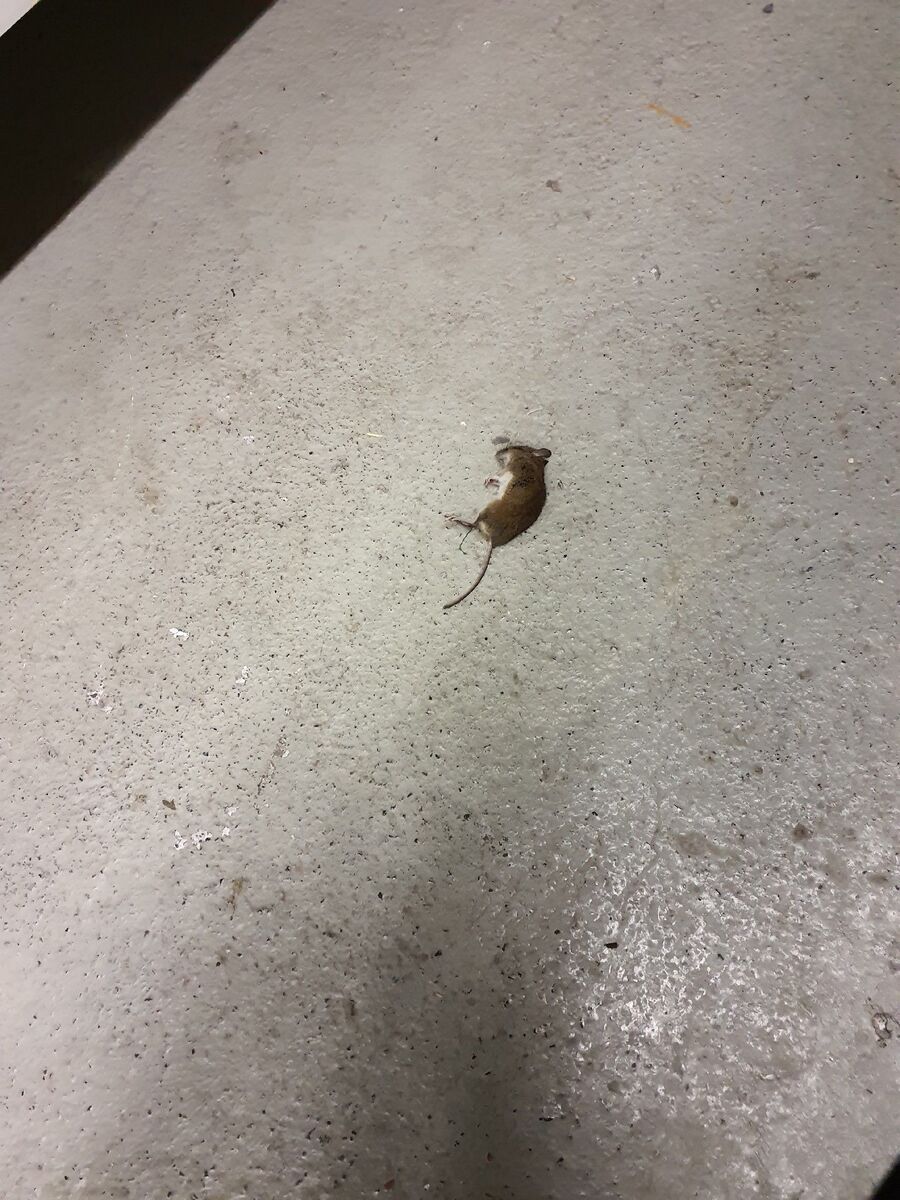 rat-rodent (4502).jpeg