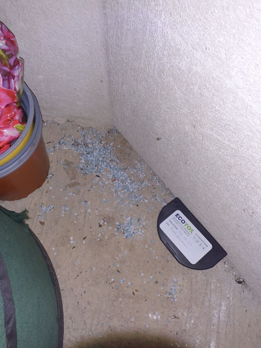 rat-rodent (4503).jpeg