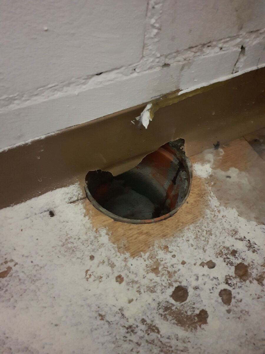 rat-rodent (4504).jpeg