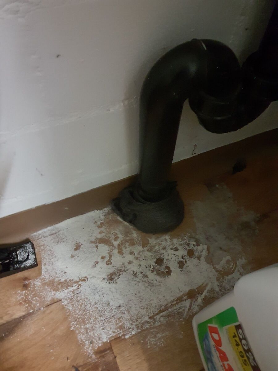 rat-rodent (4505).jpeg