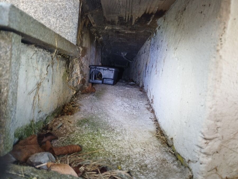 rat-rodent (4510).jpeg