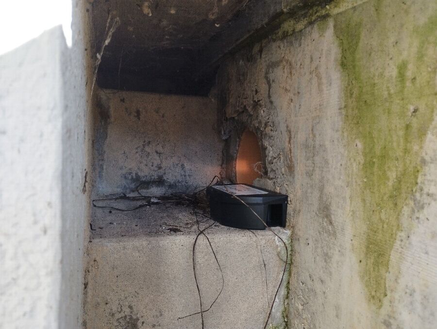 rat-rodent (4511).jpeg