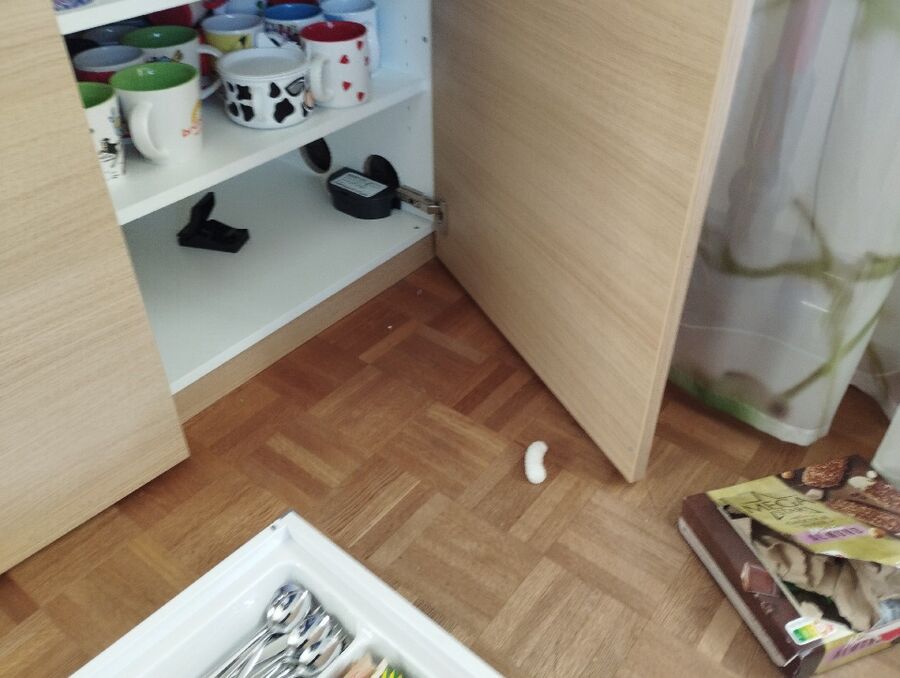 rat-rodent (4514).jpeg