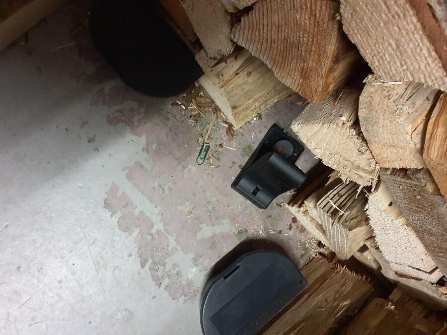 rat-rodent (4515).jpeg