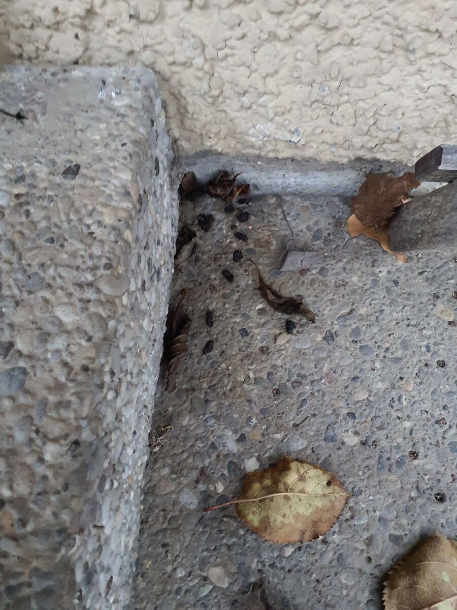 rat-fighting-rat-repelling