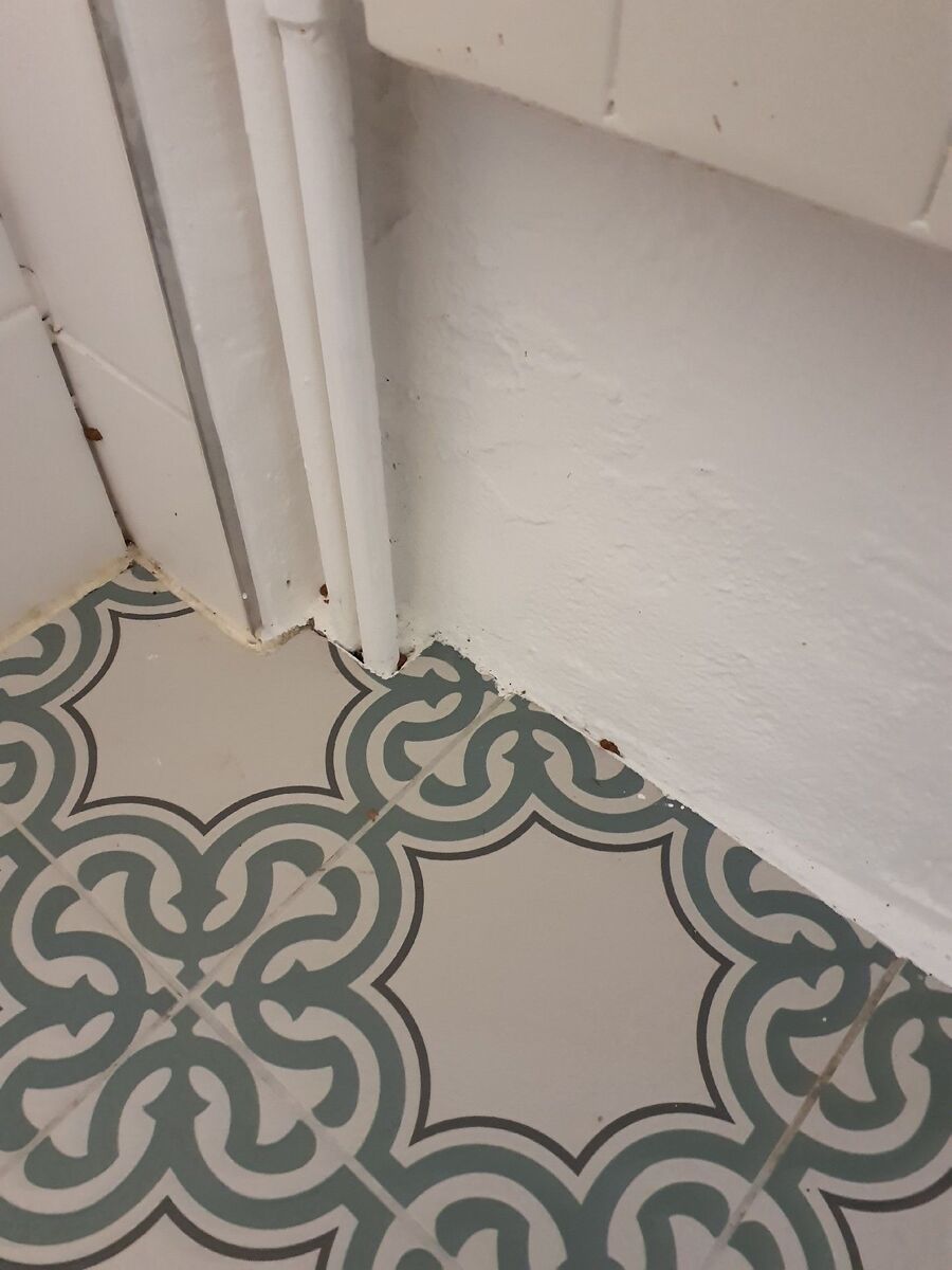 rat-fighting-rat-repelling