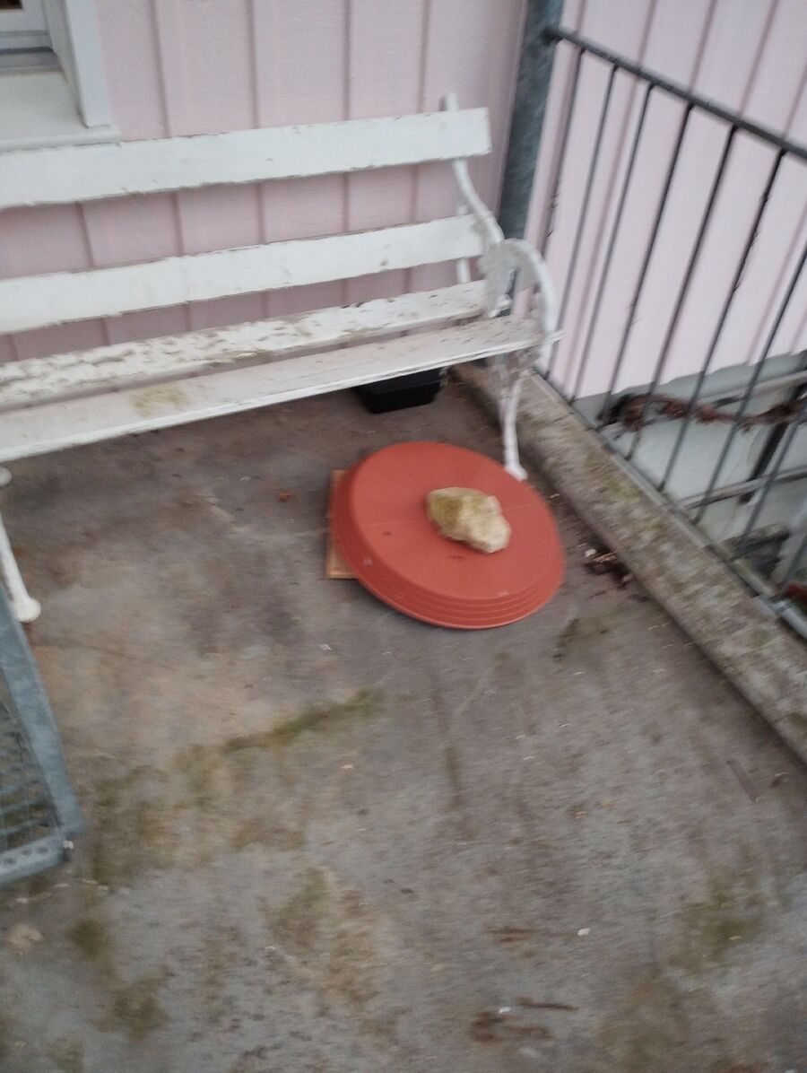 rat-fighting-rat-repelling