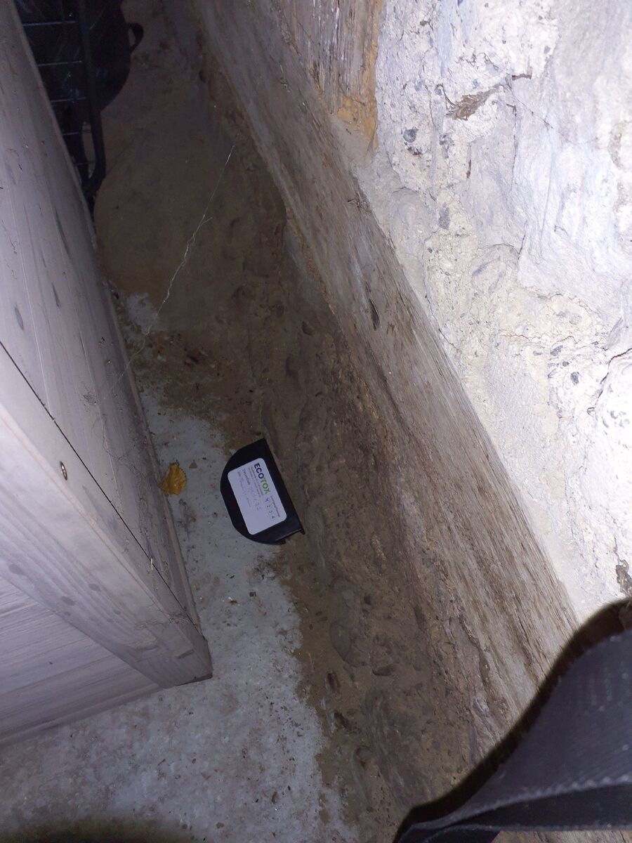 rat-fighting-rat-repelling