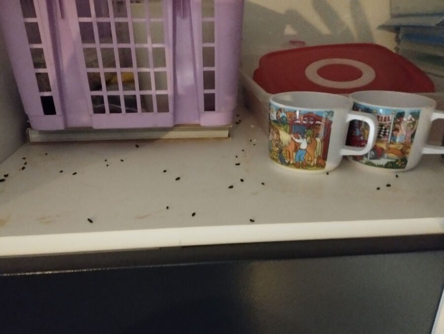 rat-fighting-rat-repelling