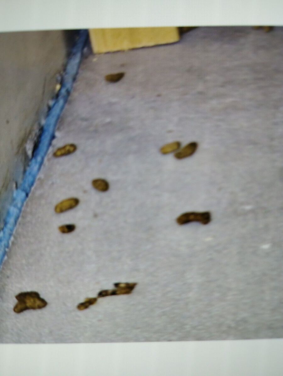 rat-fighting-rat-repelling