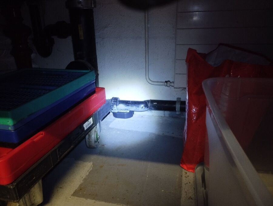 rat-fighting-rat-repelling