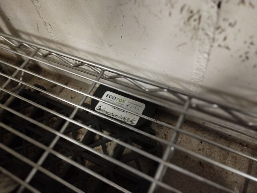 rat-fighting-rat-repelling