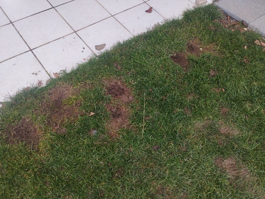 rat-fighting-rat-repelling