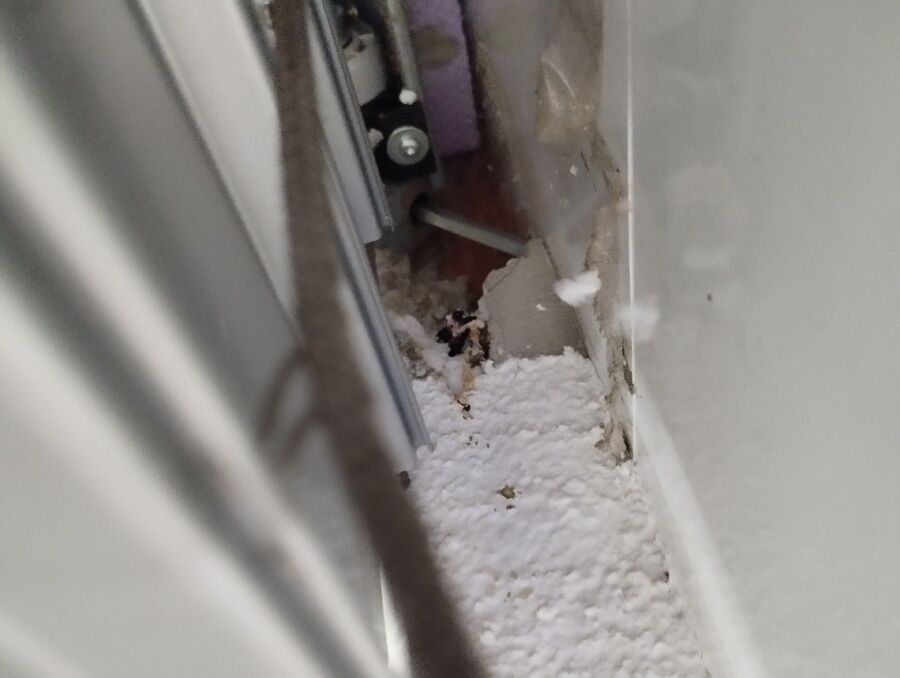 rat-fighting-rat-repelling